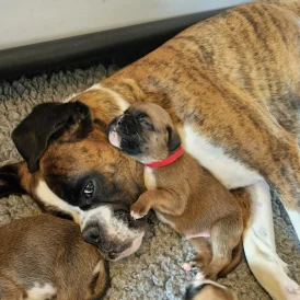 Boxer - Both