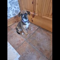 Mixed Breed - Both