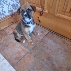 Mixed Breed - Both