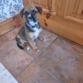 Mixed Breed - Both