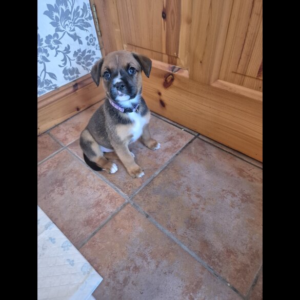 Mixed Breed - Both