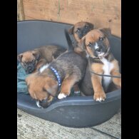 Mixed Breed - Both
