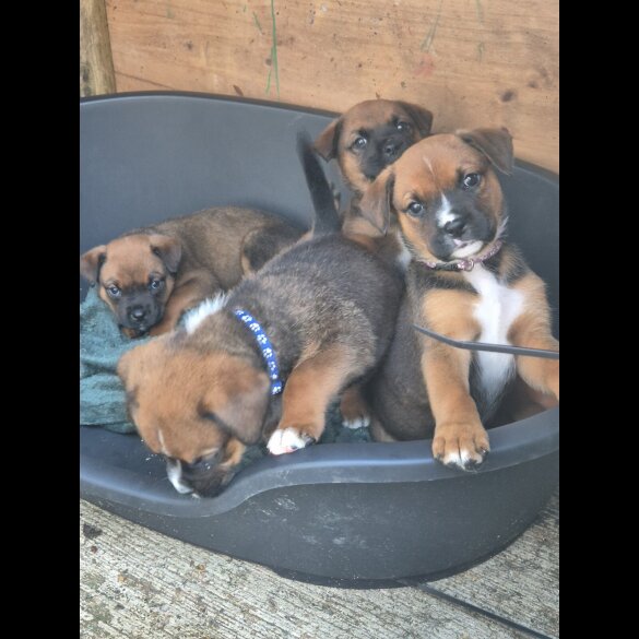 Mixed Breed - Both