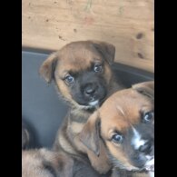 Mixed Breed - Both