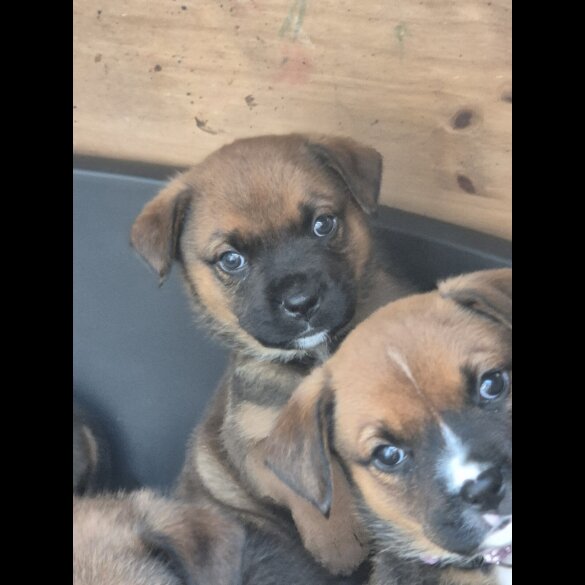 Mixed Breed - Both