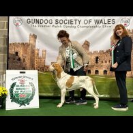 Bracco Italiano - Both