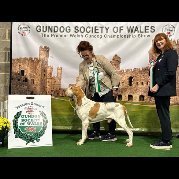 Bracco Italiano - Both