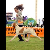 Bracco Italiano - Both