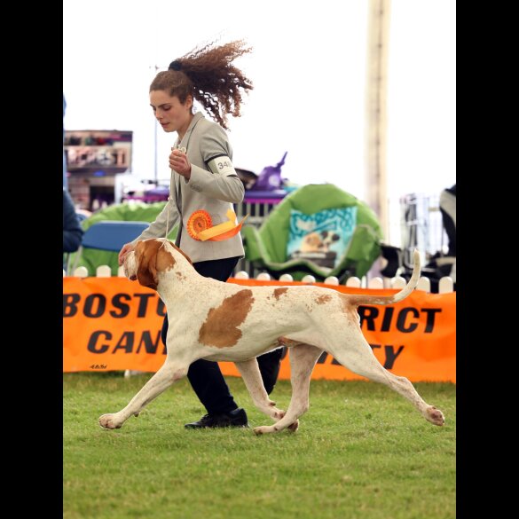 Bracco Italiano - Both