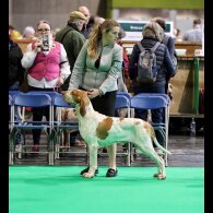 Bracco Italiano - Both