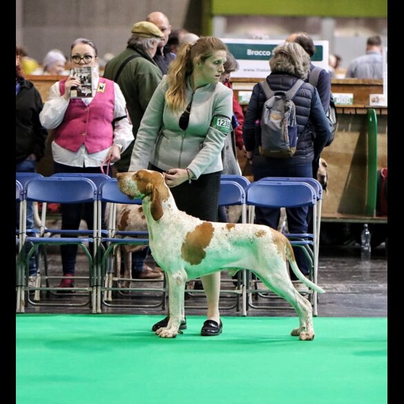 Bracco Italiano - Both