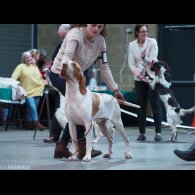 Bracco Italiano - Both
