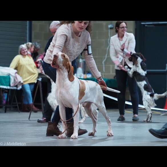 Bracco Italiano - Both