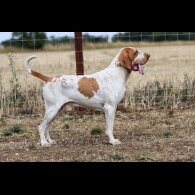 Bracco Italiano - Both