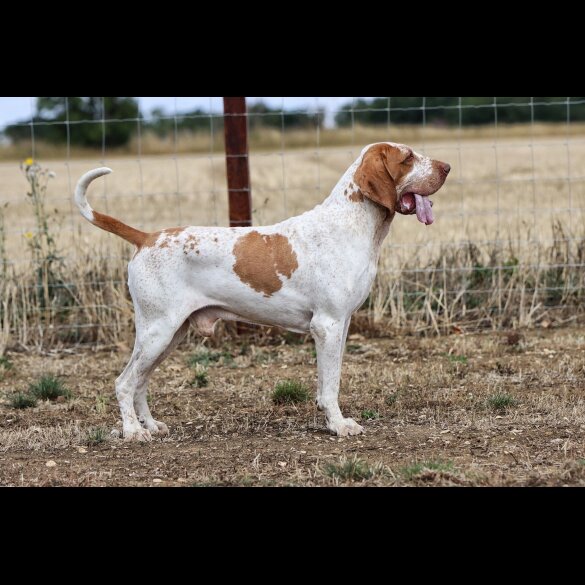 Bracco Italiano - Both