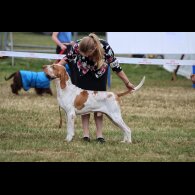 Bracco Italiano - Both