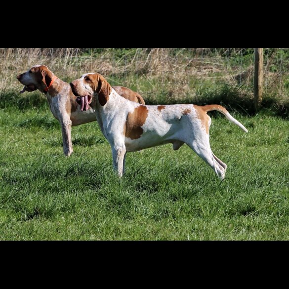 Bracco Italiano - Both