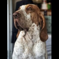 Bracco Italiano - Both