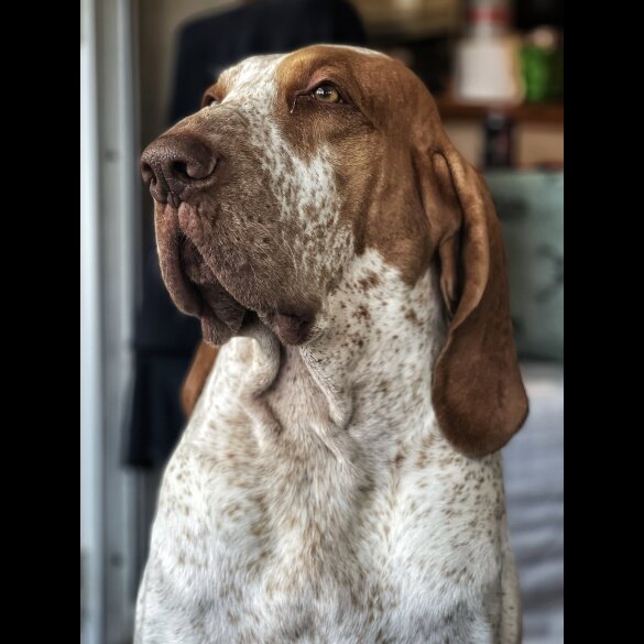 Bracco Italiano - Both