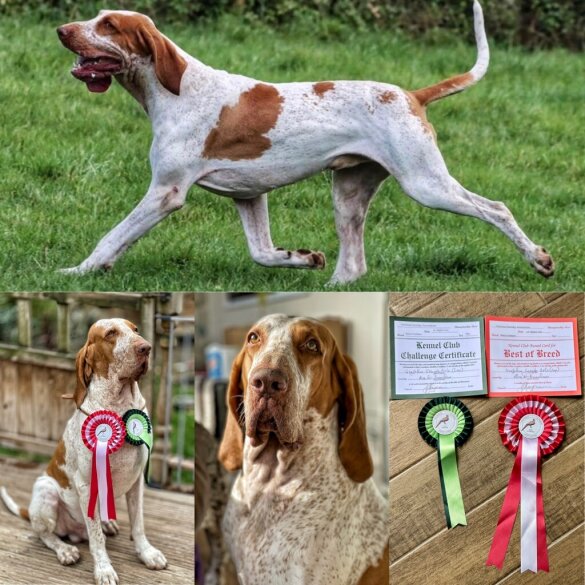 Bracco Italiano - Both