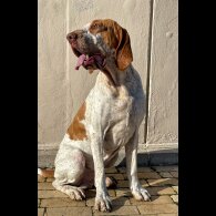 Bracco Italiano - Both