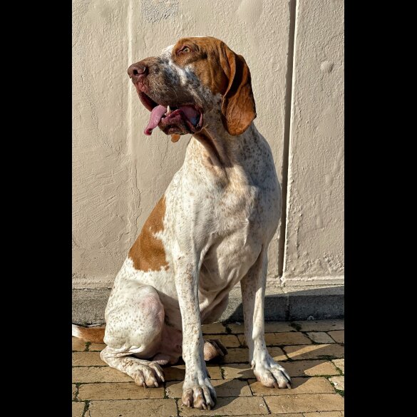 Bracco Italiano - Both