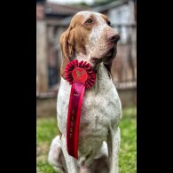 Bracco Italiano - Both