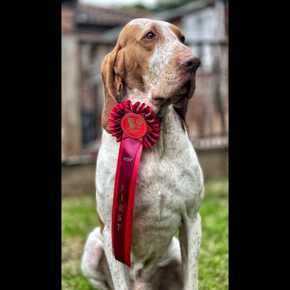 Bracco Italiano - Both