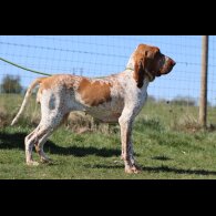 Bracco Italiano - Both