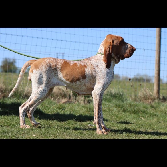 Bracco Italiano - Both