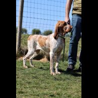 Bracco Italiano - Both