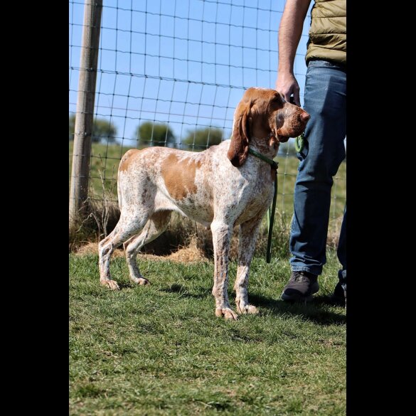 Bracco Italiano - Both