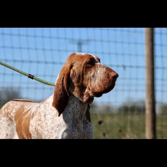 Bracco Italiano - Both