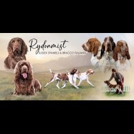 Bracco Italiano - Both