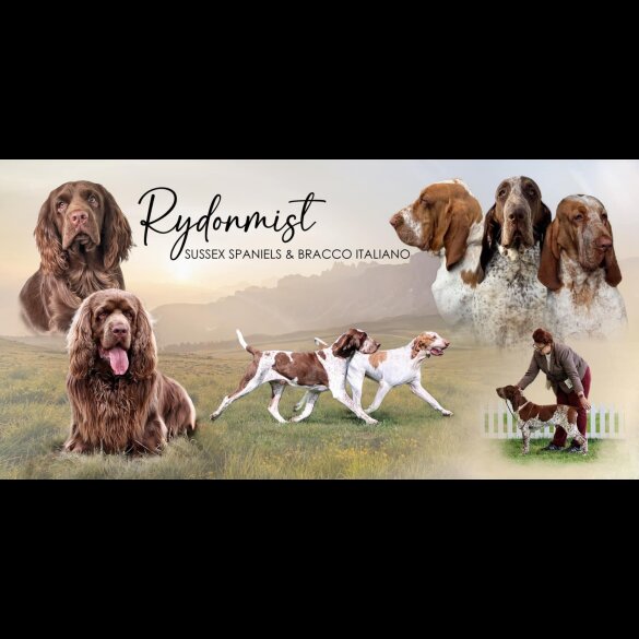 Bracco Italiano - Both