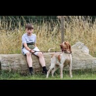 Bracco Italiano - Both
