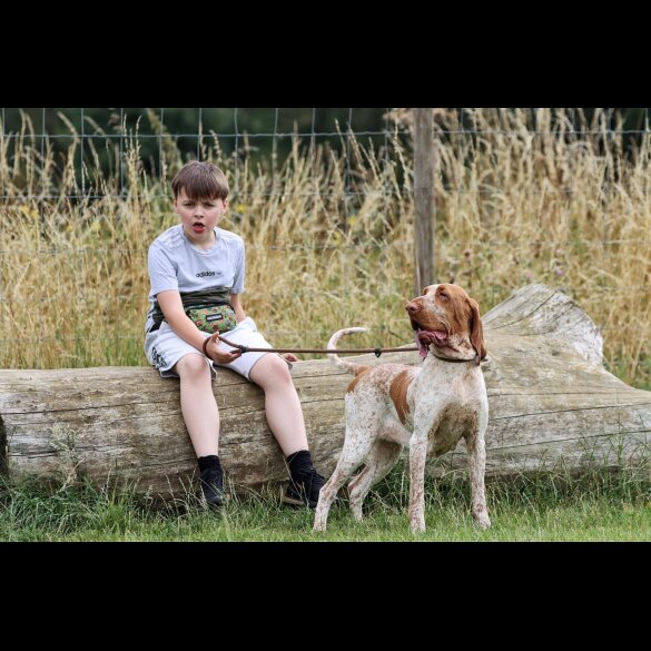 Bracco Italiano - Both