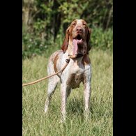 Bracco Italiano - Both