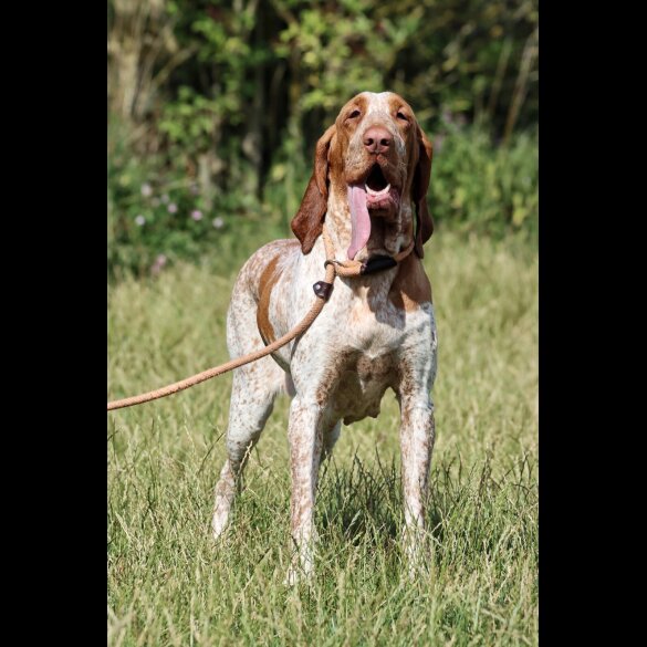 Bracco Italiano - Both