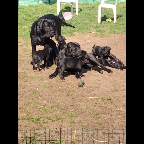 Cane Corso - Both