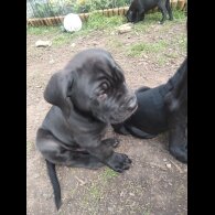 Cane Corso - Both