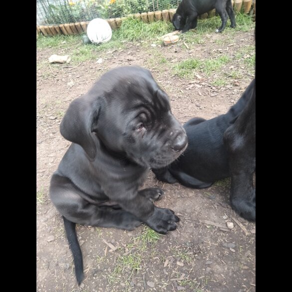 Cane Corso - Both