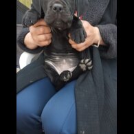 Cane Corso - Both