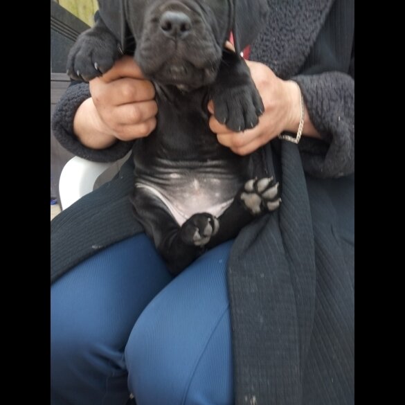 Cane Corso - Both