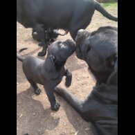 Cane Corso - Both