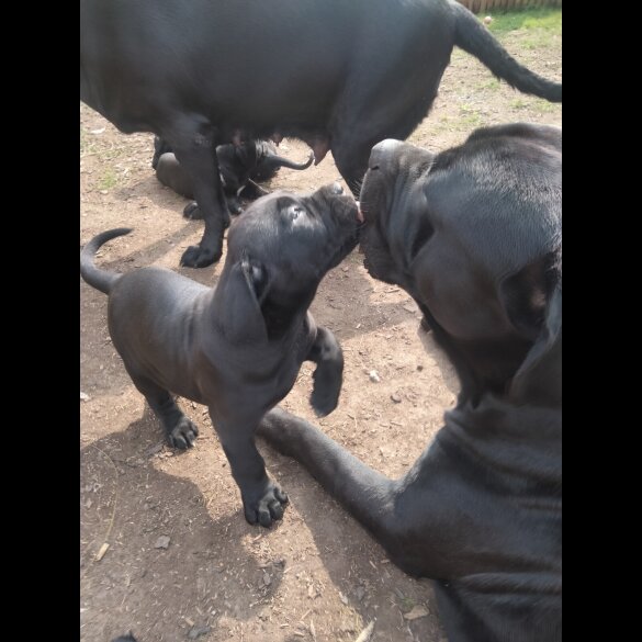 Cane Corso - Both