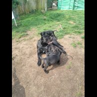 Cane Corso - Both