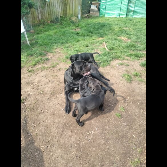 Cane Corso - Both