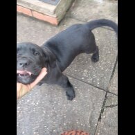 Cane Corso - Both