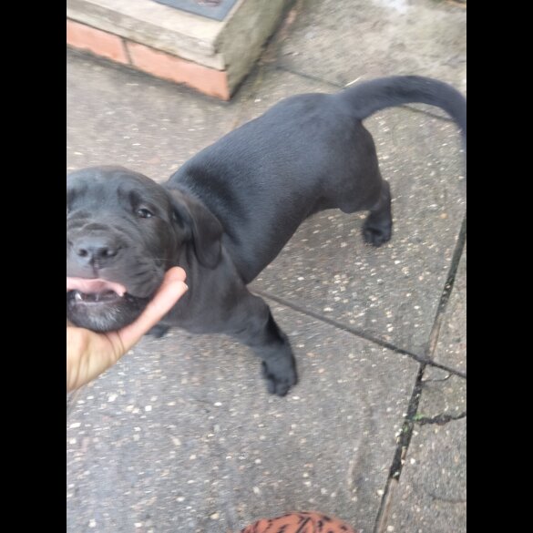 Cane Corso - Both
